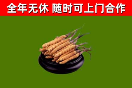 明溪县回收散虫草