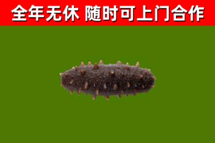 明溪县回收海参干